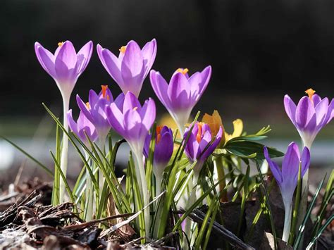 orm crocus bulb.